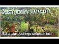 Sawo Jumbo Malaysia Ternyata seperti ini buahnya