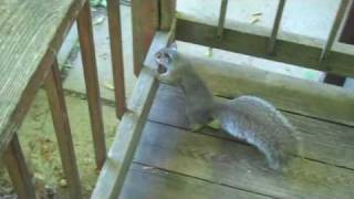 Our Squirrel \