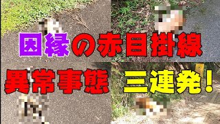 【最終章の衝撃】赤目掛線の異常事態なのか! 衝撃映像三連発!