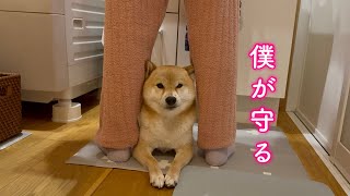 ママが体調不良になって心配でたまらない柴犬が可愛い