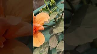 #Beautiful Hibiscus Flowers #trending #ytshorts #viralshorts #Flowers #