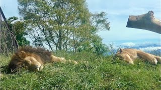 お昼寝中もピクピク動いているつむぎちゃんとキュウゾウくん　【茶臼山動物園】Lion Tsumugi-chan Kyuzo-kun Chausuyama Zoo