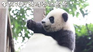 《熊貓早晚安》午飯後打發時間的憨憨 | iPanda熊貓頻道