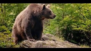 Choquant : Un ours devore un homme vivant !!!