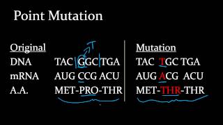 Genetics 7 Mutations
