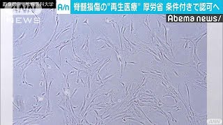 脊髄損傷で初の再生医療容認へ　評価条件付きで(18/11/22)