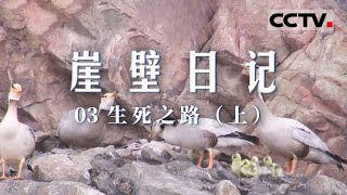 《崖壁日记》生死之路：斑头雁琳达一家的风雪归途与崖壁挑战 EP03【CCTV纪录】