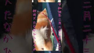 【秋田犬】たなかひらいづみ【2022年2月23日あさんぽ】