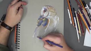 Time Lapse colored pencil drawing of a Barn Owl
