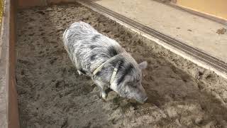 ミニブタ (東京ドイツ村 こども動物園) 2018年12月10日