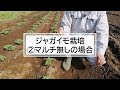 【春ジャガイモ】収量に差がつく！芽かきと一緒にやるお世話【有機農家直伝！無農薬で育てる家庭菜園】　24 4 13