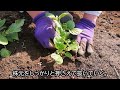 【春ジャガイモ】収量に差がつく！芽かきと一緒にやるお世話【有機農家直伝！無農薬で育てる家庭菜園】　24 4 13