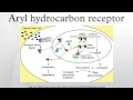 Aryl hydrocarbon receptor