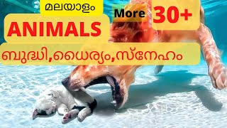 ജീവൻ രക്ഷിക്കുന്ന മൃഗങ്ങൾ | മനുഷ്യർ തമ്മിൽ തല്ലുന്നു | കണ്ടു പഠിക്കാൻ ഉണ്ട് ഒരുപാട്