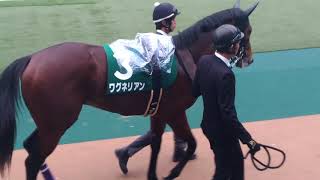 ワグネリアン 東スポ杯2歳Ｓ パドック② ダービー馬になれる