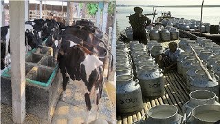 আদালতের রায়ে হুমকির মুখে দেশের ডেইরি শিল্প! | Dairy Industry in Bangladesh | Somoy TV