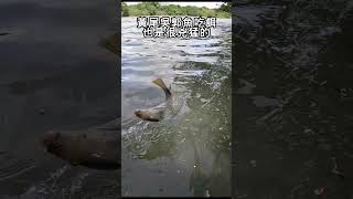 吐司麵包餌/自製浮標 #fishing