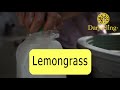 lemongrass essential oil how it s made origins