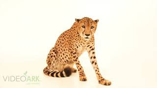 Federally endangered northwest African cheetah (Acinonyx jubatus hecki) in the UAE.