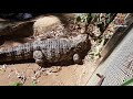 como estÃo os peixes no zoo de salvador conheÇa o parque zoobotÂnico de salvador