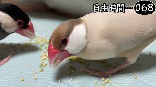 文鳥飼育日記シーズン2第700回目