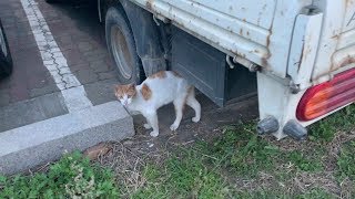 [길냥이 관찰일기]길냥이 양돌이 낮에 보러가면 과연 반응은?