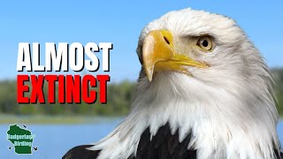 5 Things You Didn't Know About Bald Eagles!