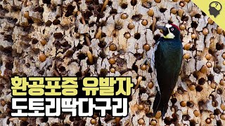 겨울을 나기위해 식량을 저장하는 '도토리딱다구리' 이야기