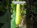 लौकी में इन free के खाद के इस्तेमाल से आएंगे ढेरों फल और फूल। best fertilizer for bottle gourd