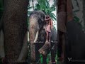 ചുള്ളി💪🏻❤🐘