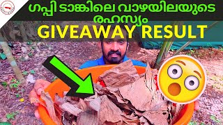 ഗപ്പി ടാങ്കിലെ വാഴയിലയുടെ രഹസ്യം🤫🤫🤫|Giveaway Result🎇🎁🎇