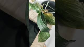 Cómo salvar a tu orquídea? hojas deshidratada? #salvar #orquideas