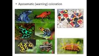 Predation Part 2: How to Avoid Being Eaten