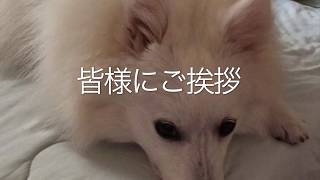 ＜皆様にご挨拶＞日本スピッツレモン🍋もふもふ犬japanesespitz