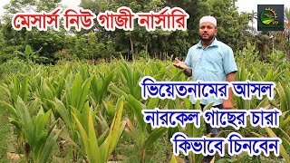 ভিয়েতনামের আসল নারকেল গাছের চারা কিভাবে চিনবেন ?  কোথায় পাবেন ? দাম কত ? || BD Agriculture Farm