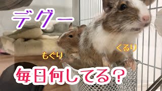 デグーのくるりともぐりの日常