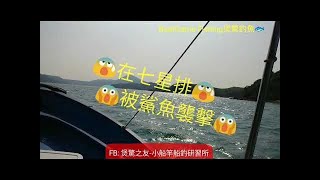 煲驚船竿-香港釣魚-在七星排被鯊魚襲擊