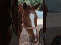 beautiful horse equestrianlife horselove horse animal pets youtube shorts