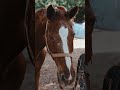 beautiful horse equestrianlife horselove horse animal pets youtube shorts