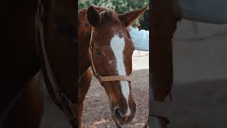 beautiful horse #equestrianlife #horselove #horse #animal #pets #youtube #shorts