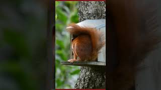 কাঠবিড়ালি কাঠবিড়ালি পেয়ারা তুমি খাও//#বাংলাছড়া#bengali rhymes