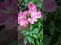 ALSTROEMERIA PSITTACINA BEAUTIFUL PINK FLOWERS #naturelovebyprashantgv