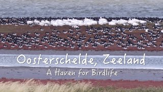 Oosterschelde, Zeeland: A Haven for Birdlife