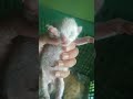 anak kucing campuran,kucing kampung dan anggora #shorts #kucing #lucu