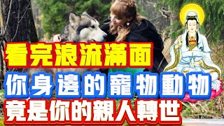 你身邊的寵物、動物竟是你的親人轉世看完浪流滿面  #东方智慧  #修行 #禪  #覺醒 #開悟 #禪修 #靈性 #能量 #意念 #智慧   #禅语