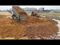 safety hyundai 25 ton dump trucks dumping soil and komatsu d58e bulldozer pushing soil to fill land