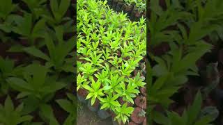 Nagalingam poo plant available #love #dharmapuri #shorts