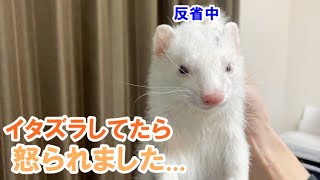 いたずらしてたら怒られました。フェレットふくとフクともちおの成長日記～FERRET GROWTH DIARY～