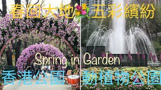 香港好去處～繁花似錦～香港公園～香港動植物公園～繡球花～毛地黃Hong Kong Park～Hong Kong Zoological \u0026 Botanical Gardens（拍攝2023-02-19）