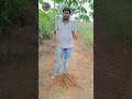 இவ்ளோ பெரிய குச்சி கிழங்கா ஹே எப்புட்றா... tapioca farming